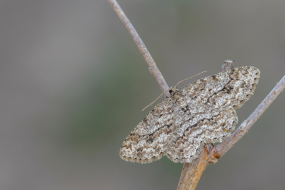 Ectropis crepuscularia - avararaszoló