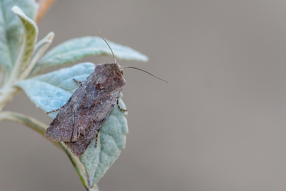 Cerastis rubricosa - vörhenyes tavaszibagoly