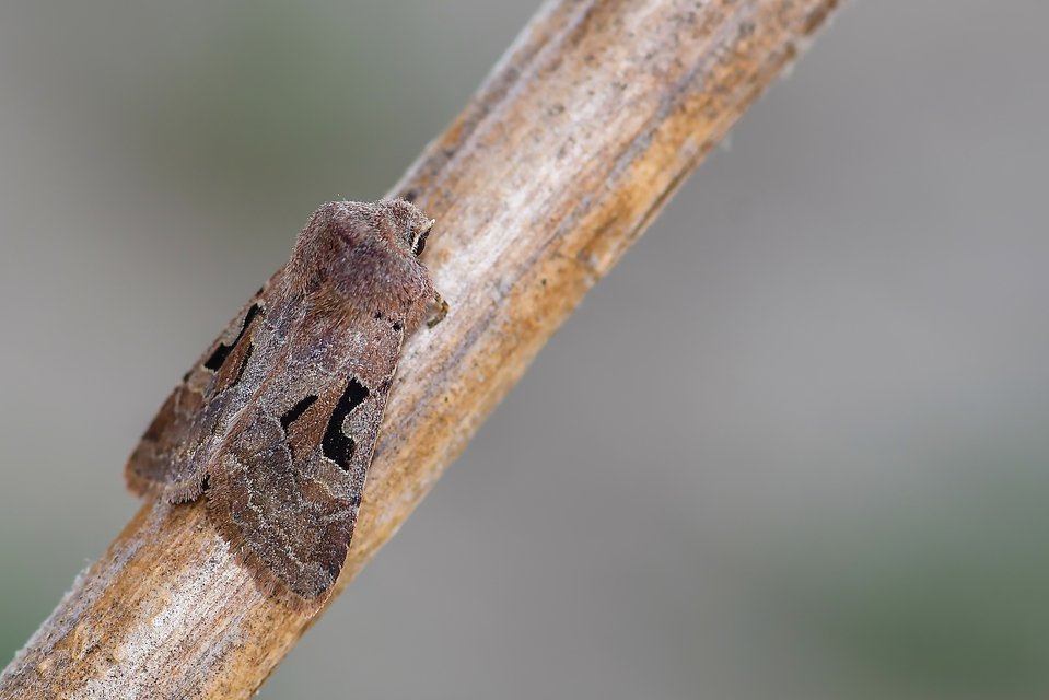 Orthosia gothica - feketefoltos barkabagoly