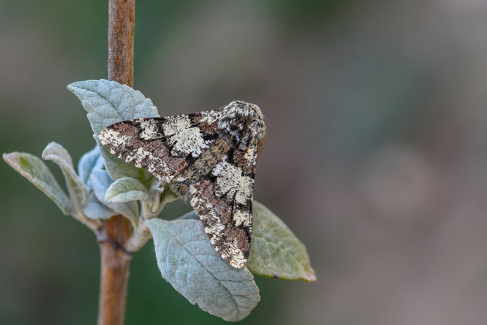 Biston strataria - barnapettyes araszoló