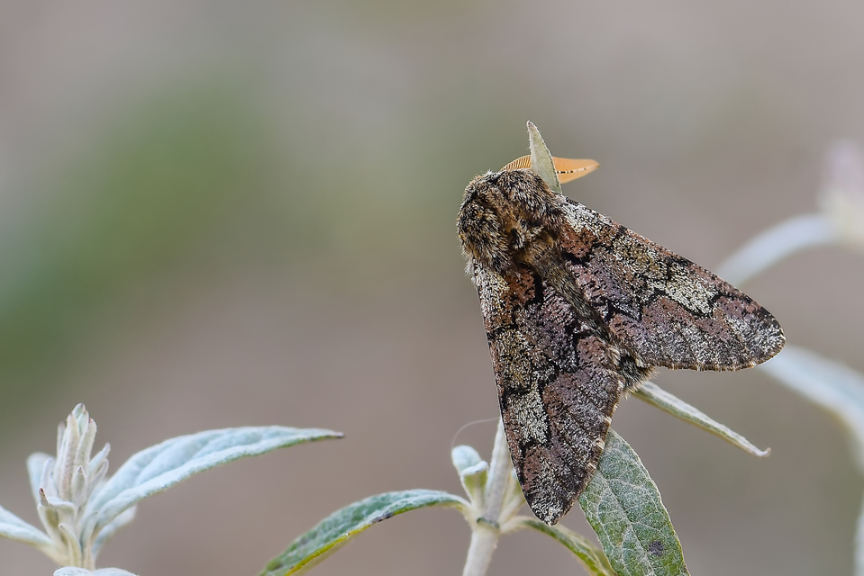 Biston strataria - barnapettyes araszoló