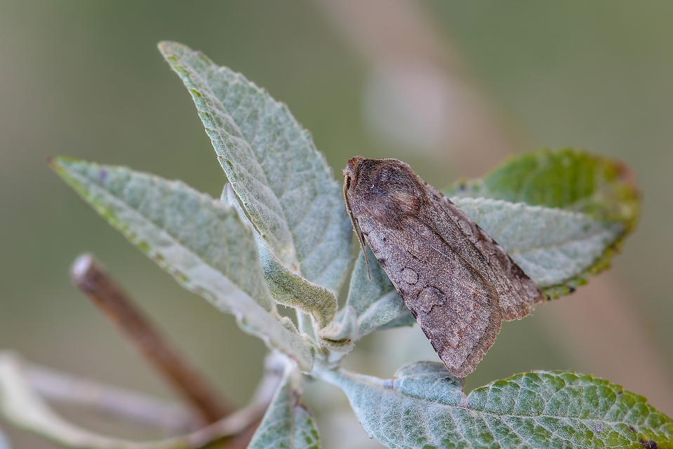 Cerastis rubricosa - vörhenyes tavaszibagoly