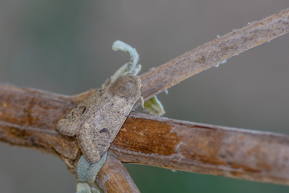 Orthosia cruda - kis barkabagoly