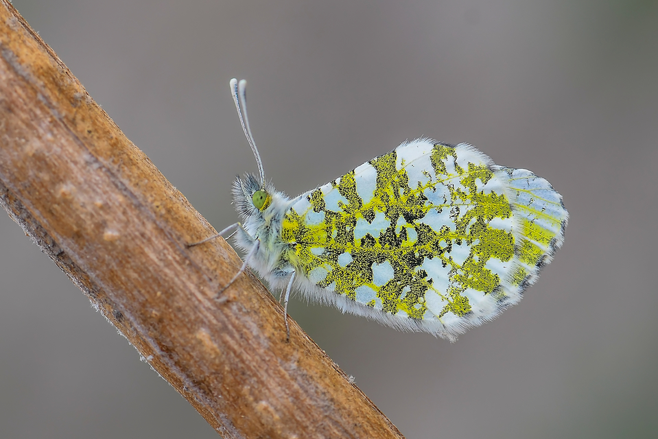 Anthocharis cardamines - hajnalpírlepke