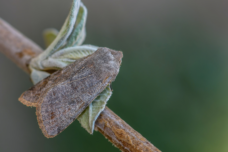 Orthosia incerta - változékony barkabagoly