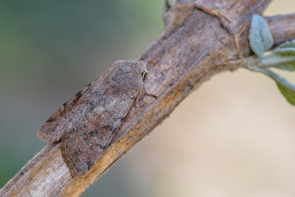 Orthosia incerta - változékony barkabagoly