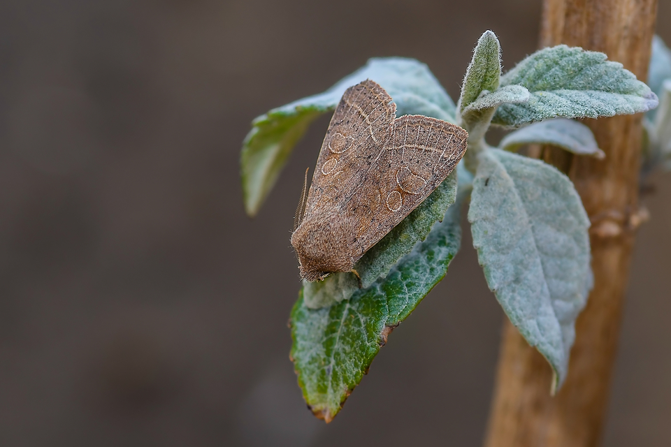 Orthosia cerasi - közepes barkabagoly