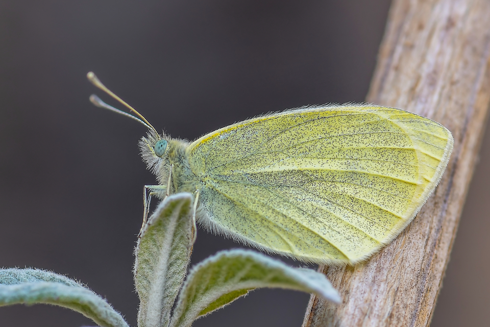 Pieris rapae - répalepke