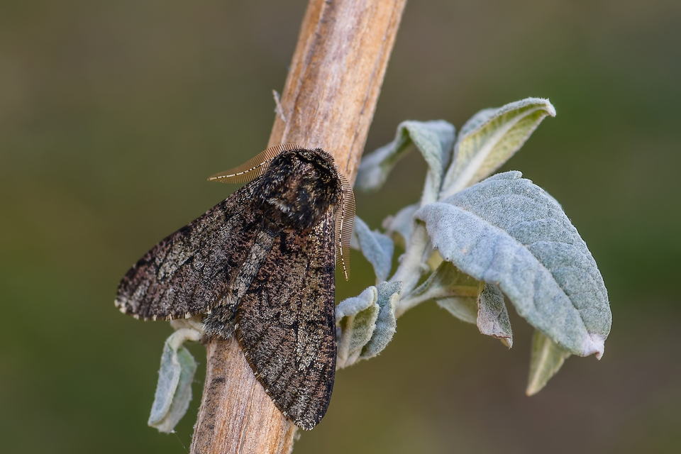 Biston strataria - barnapettyes araszoló