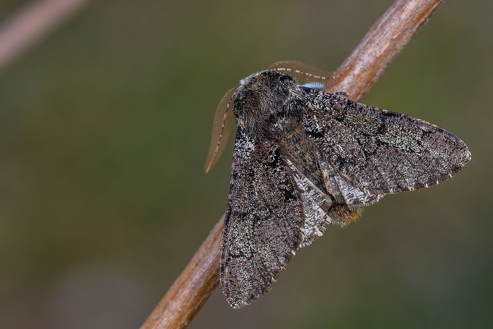 Biston strataria - barnapettyes araszoló