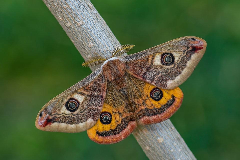 Saturnia pavoniella/pavonia