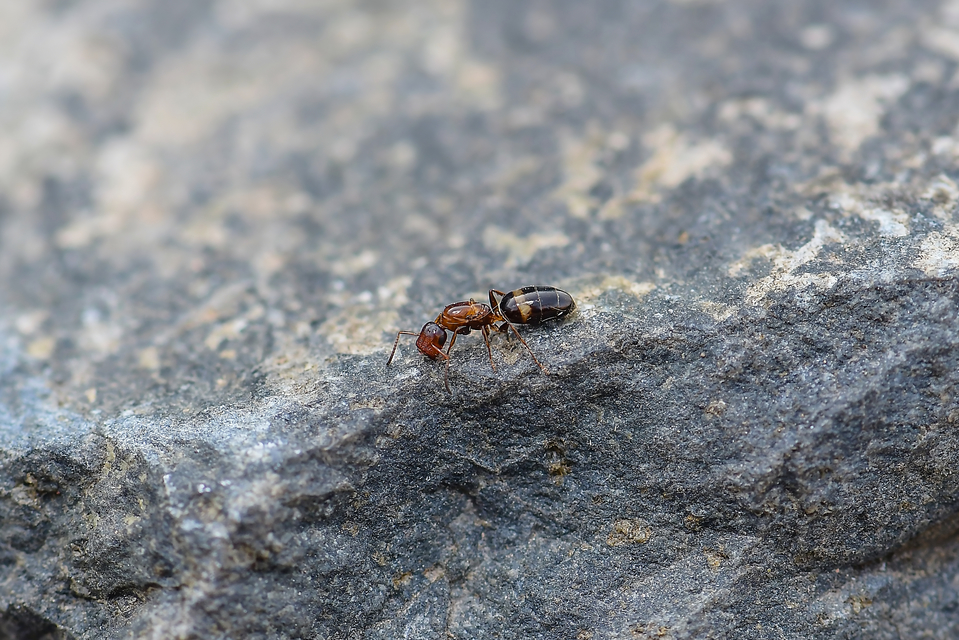 Colobopsis truncata - kapushangya