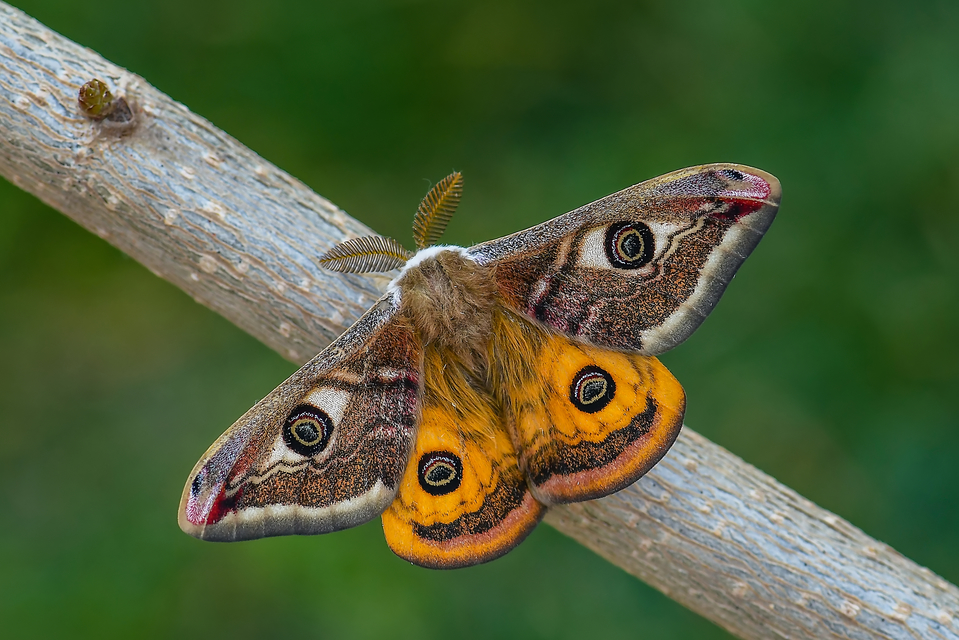 Saturnia pavoniella/pavonia