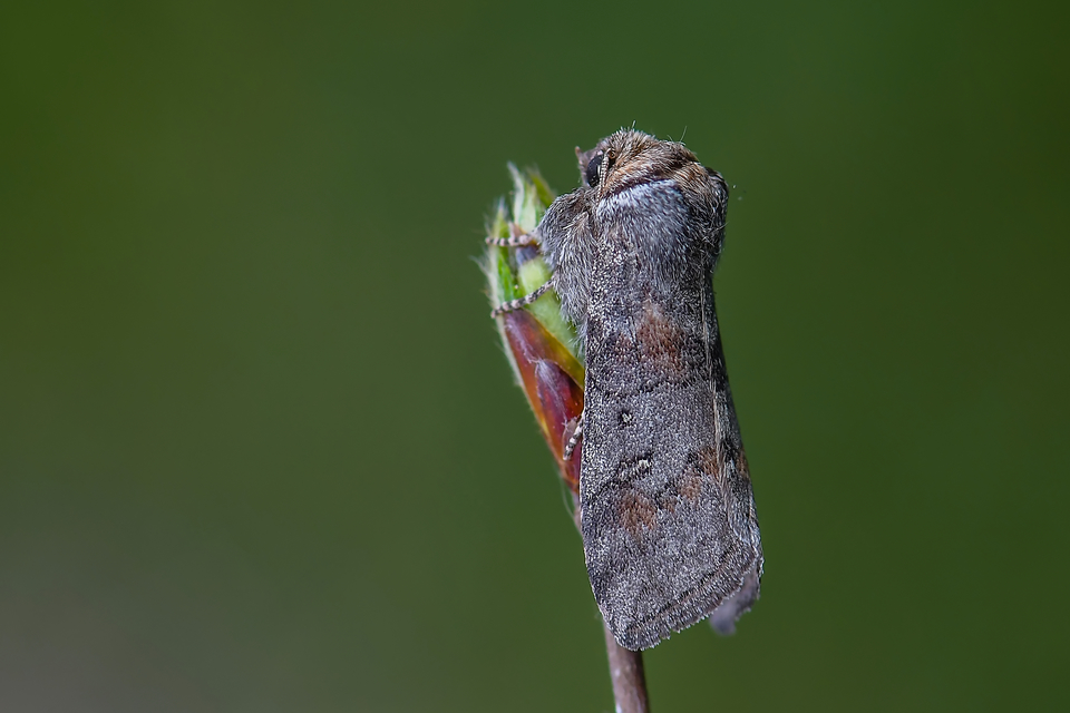 Asphalia ruficollis - vörösnyakú pihésszövő