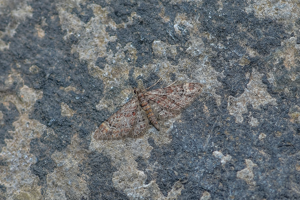 Gymnoscelis rufifasciata - vöröscsíkos törpearaszoló