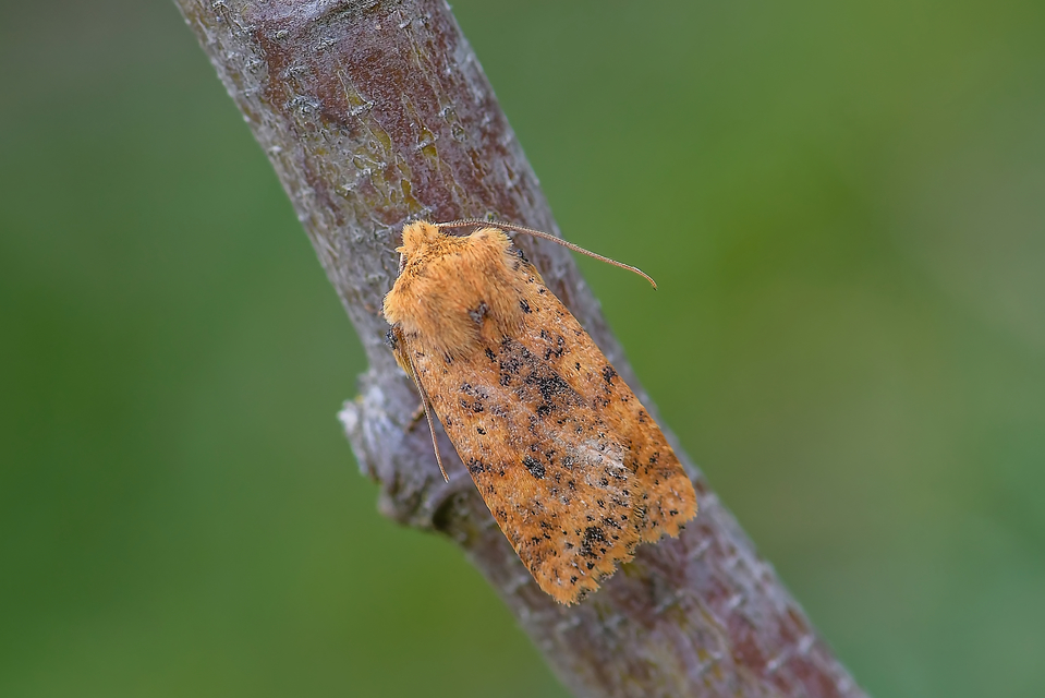 Conistra rubiginea - vörös őszibagoly