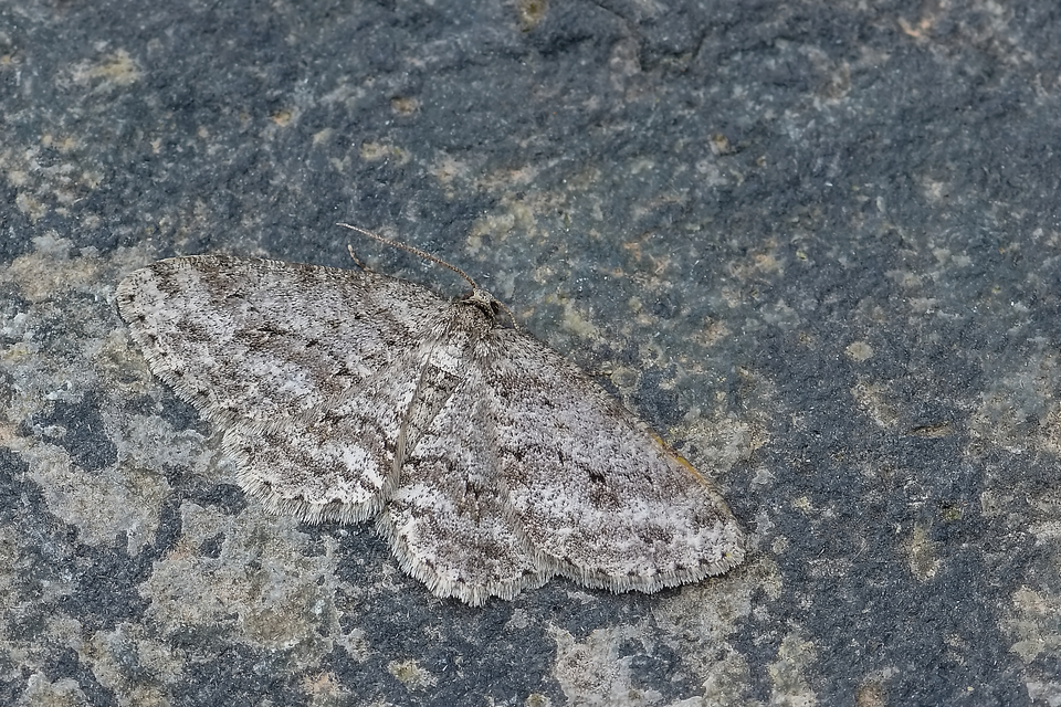 Ectropis crepuscularia - avararaszoló