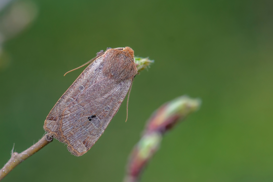 Conistra erythrocephala - vörösfejű őszibagoly