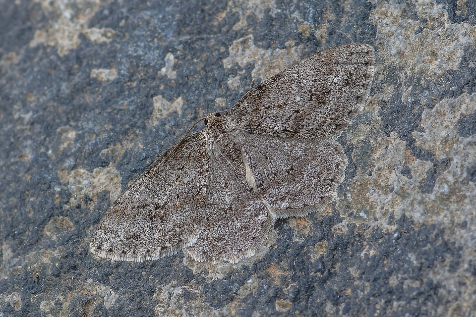 Ectropis crepuscularia - avararaszoló