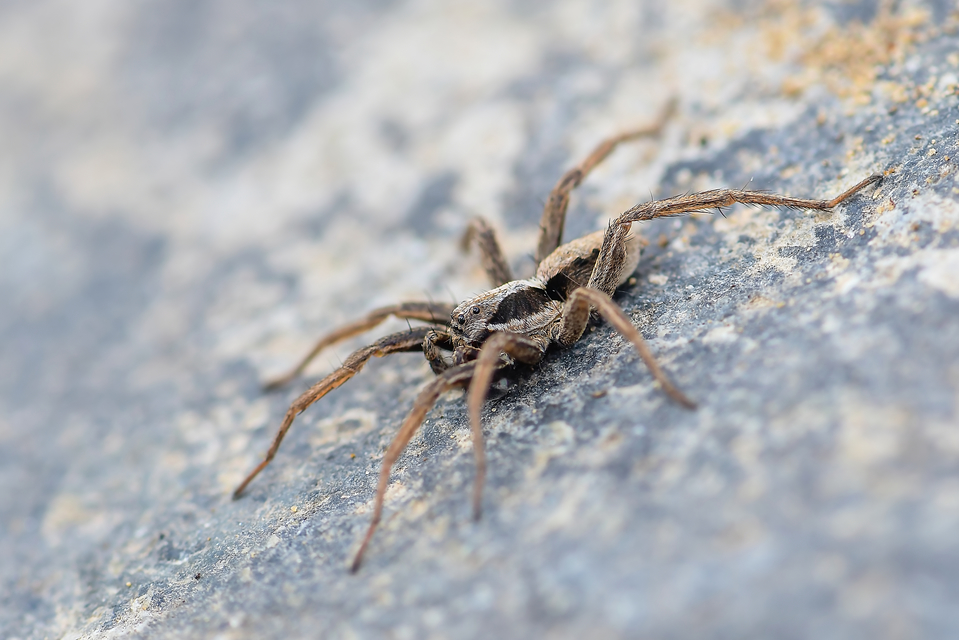 Alopecosa striatipes/mariae