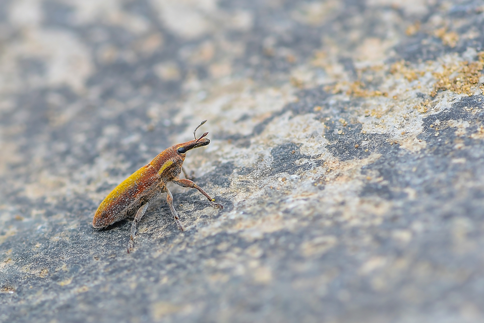 Lixus vilis - gémorr-dudvabarkó