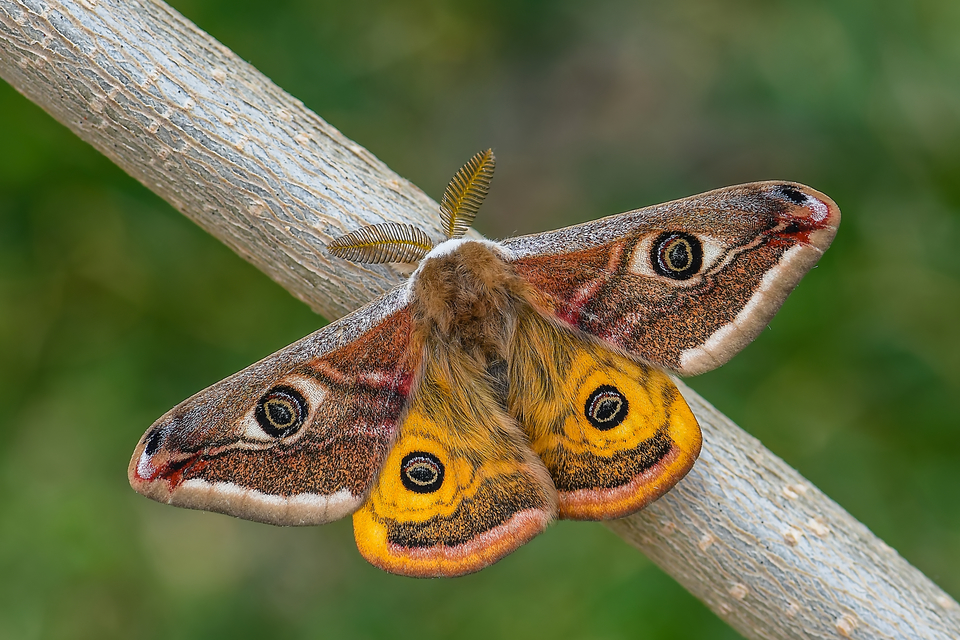 Saturnia pavoniella/pavonia