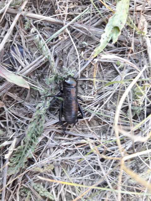 Gryllus campestris - mezei tücsök
