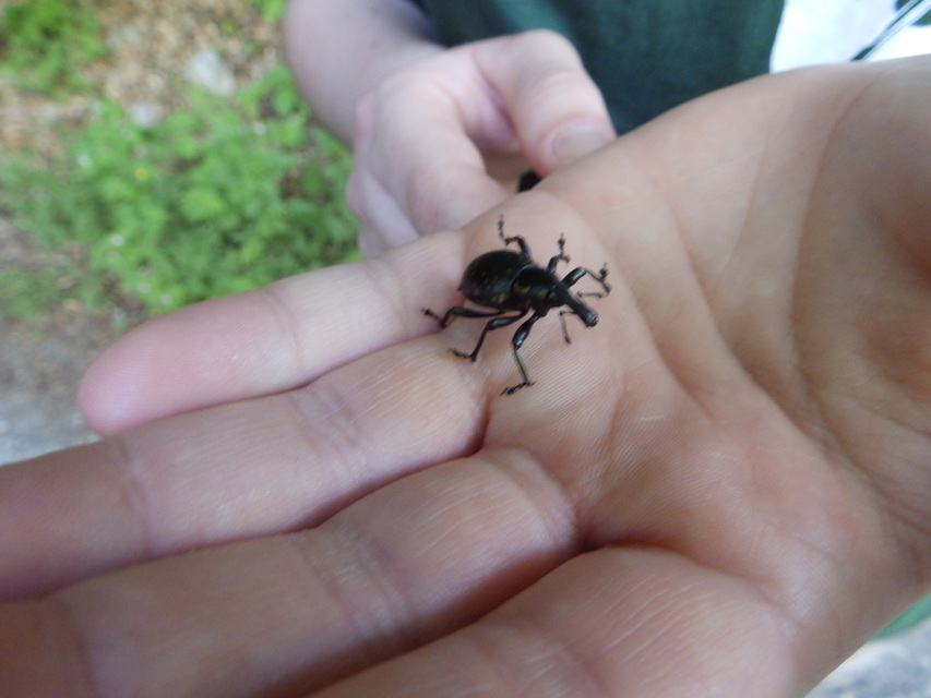 Liparus glabrirostris - közönséges acsalapuormányos