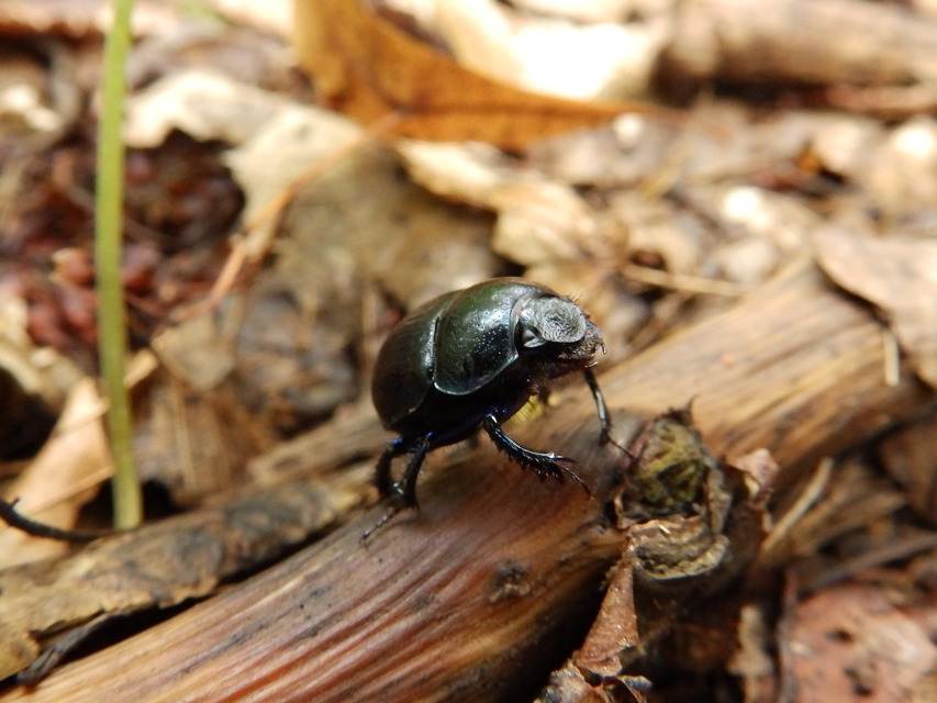 Anoplotrupes stercorosus - erdei álganéjtúró
