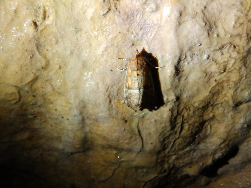 Scoliopteryx libatrix - vörös csipkésbagoly Scoliopteryx libatrix - vörös csipkésbagoly