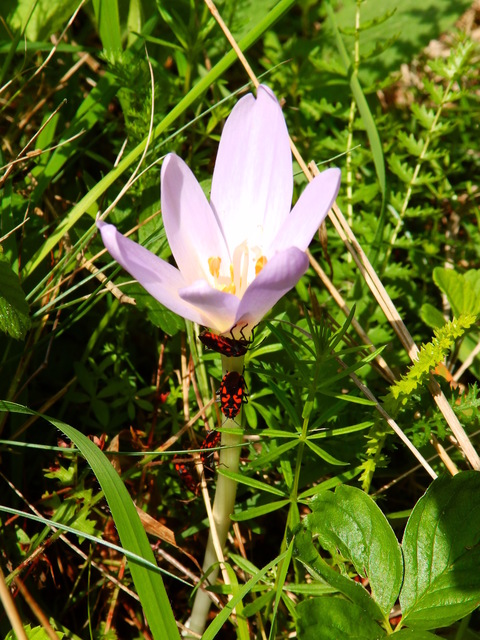 Spilostethus saxatilis - virágbodobács