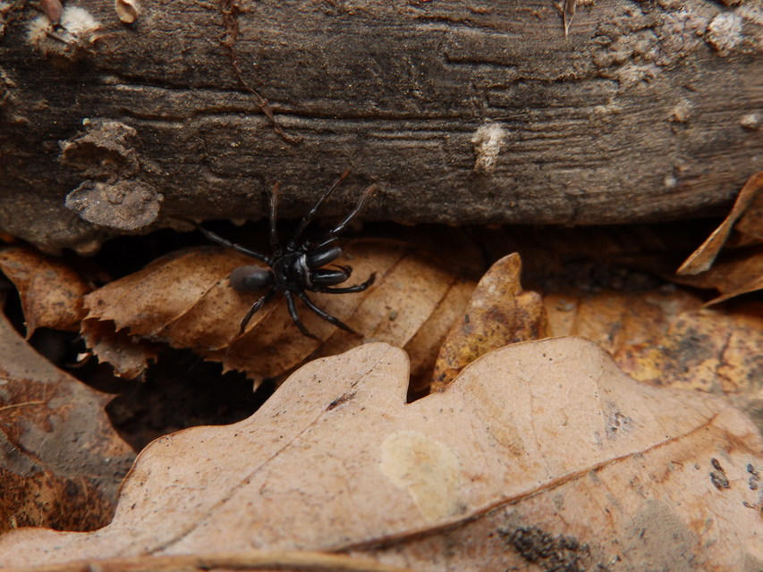Atypus