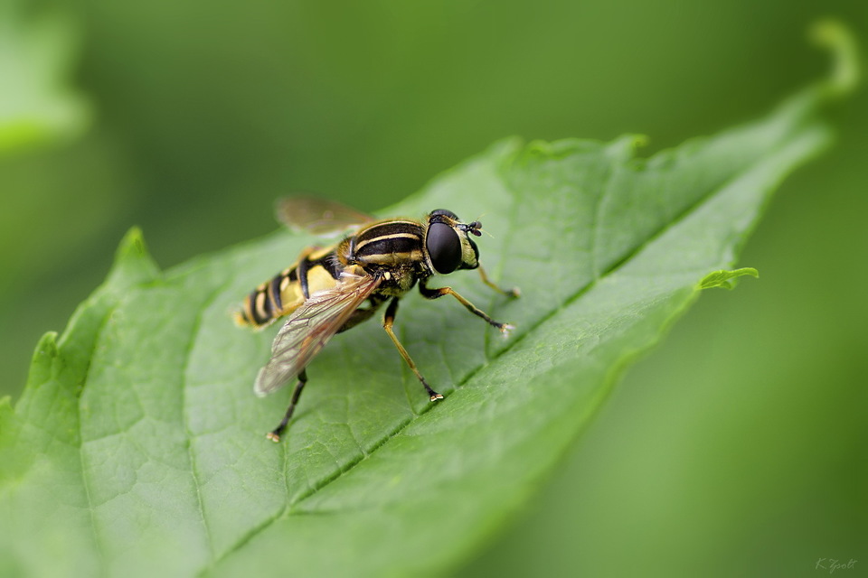 Helophilus pendulus - közönséges mocsárilégy