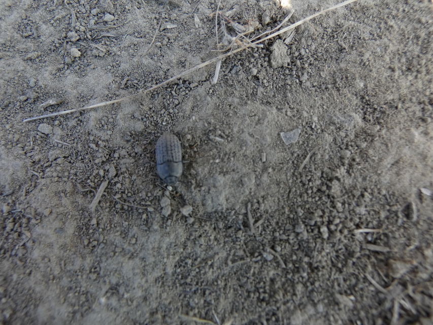 Opatrum sabulosum - sároshátú gyászbogár