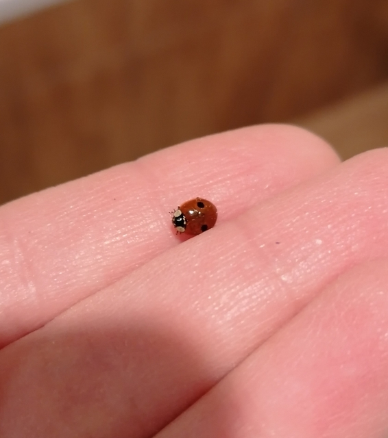 Adalia bipunctata - kétpettyes katica
