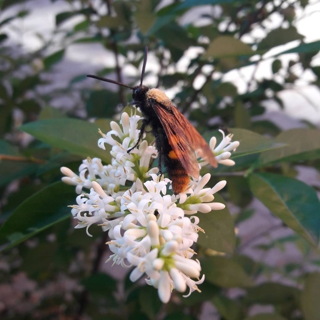 Megascolia maculata - óriás-tőrösdarázs