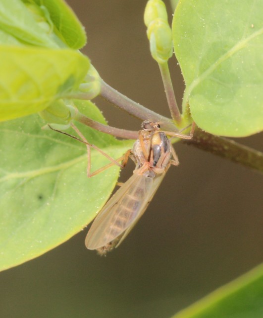 Chironomini