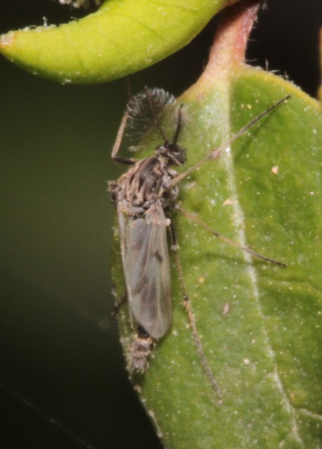 Chironomidae - árvaszúnyogok