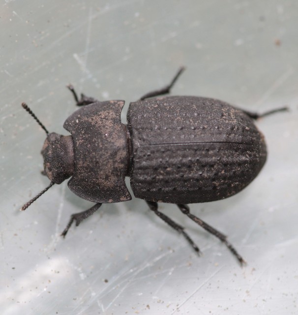 Opatrum sabulosum - sároshátú gyászbogár