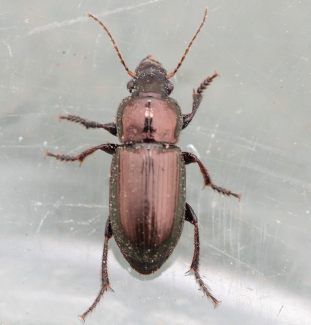 Harpalus affinis - szőrösszárnyú lomhafutó