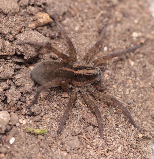 Trochosa