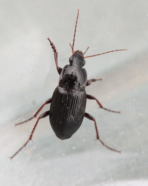 Calathus fuscipes - sokpontos tarfutó