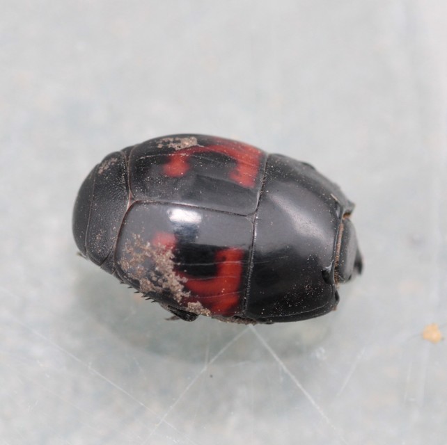 Hister quadrimaculatus - közönséges sutabogár