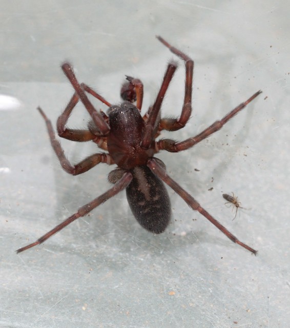 Amaurobius ferox - nagy eretnekpók