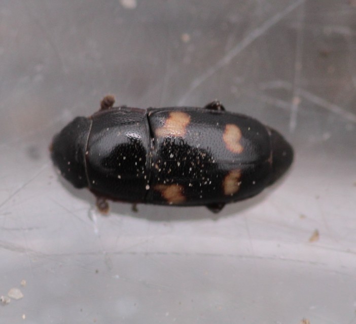 Glischrochilus quadrisignatus - amerikai fénybogár Glischrochilus quadrisignatus - amerikai fénybogár