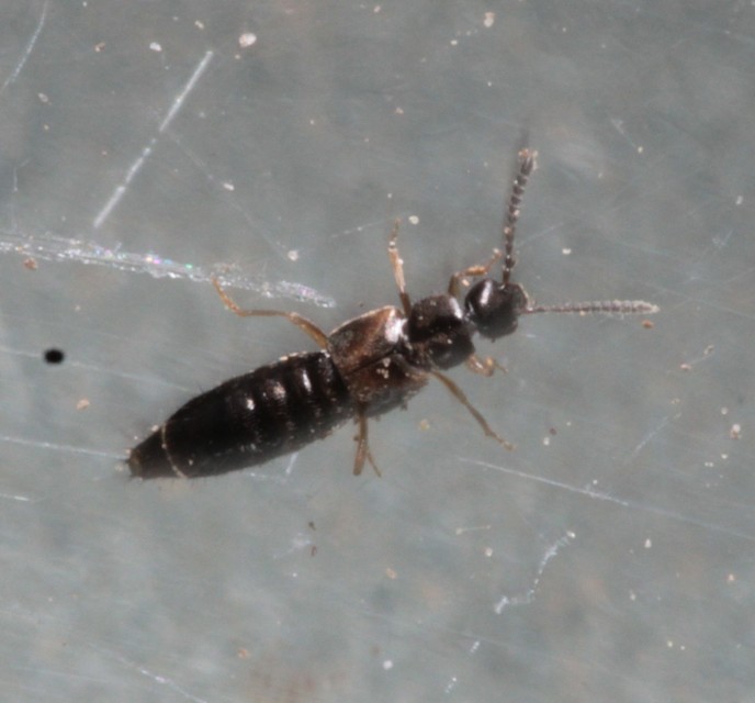 Atheta trinotata - sujtásos penészholyva