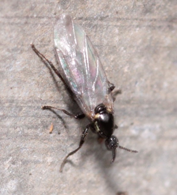 Scatopse notata