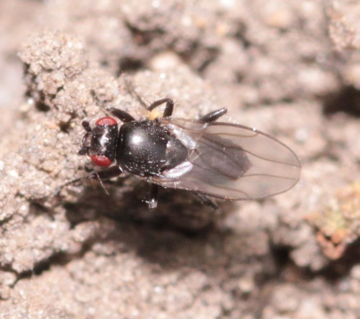 Sphaeroceridae - trágyalegyek