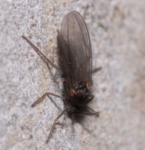 Cecidomyiidae - gubacsszúnyogok