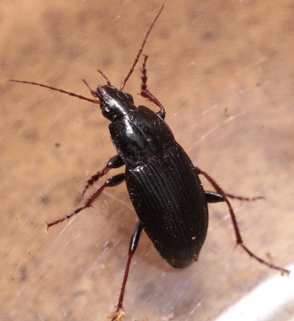 Calathus fuscipes - sokpontos tarfutó